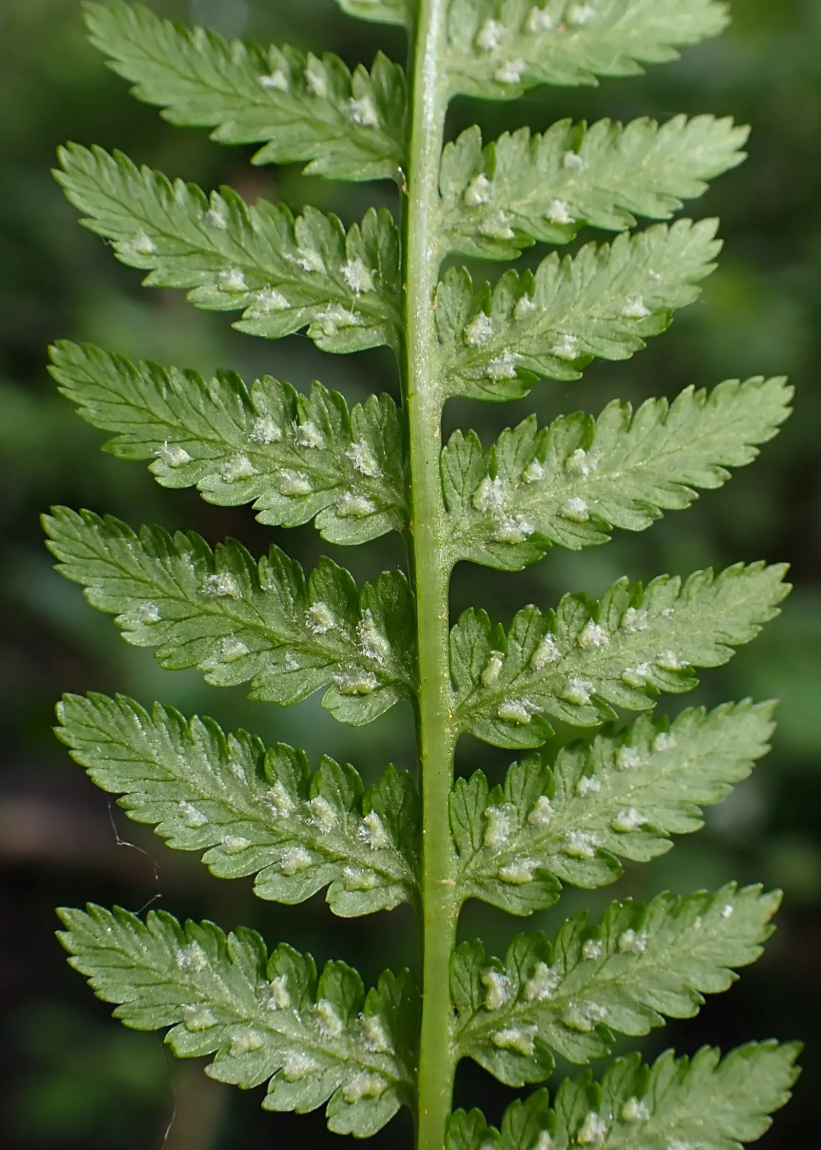 Lady Fern (Athyrium Filix-Femina) — lacy fronds that unfurl to reveal a fresh; ideal for woodland gardens, image 127