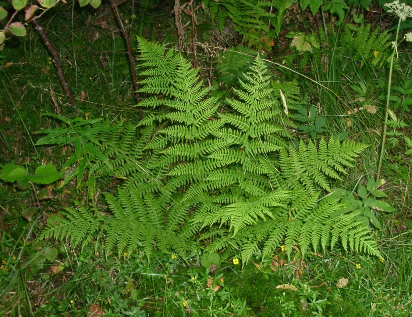 Lady Fern (Athyrium Filix-Femina) — is an elegant and versatile perennial fern widely cherished in woodland garden settings; ideal for woodland, image 49