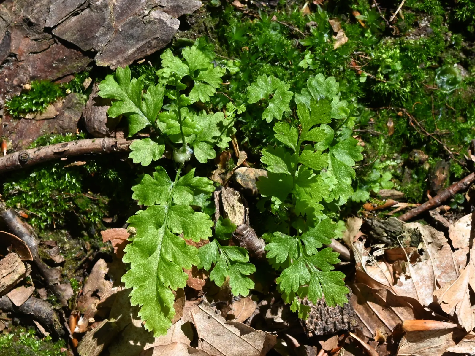 Lady Fern (Athyrium Filix-Femina) — feathery texture in the landscape, image 32