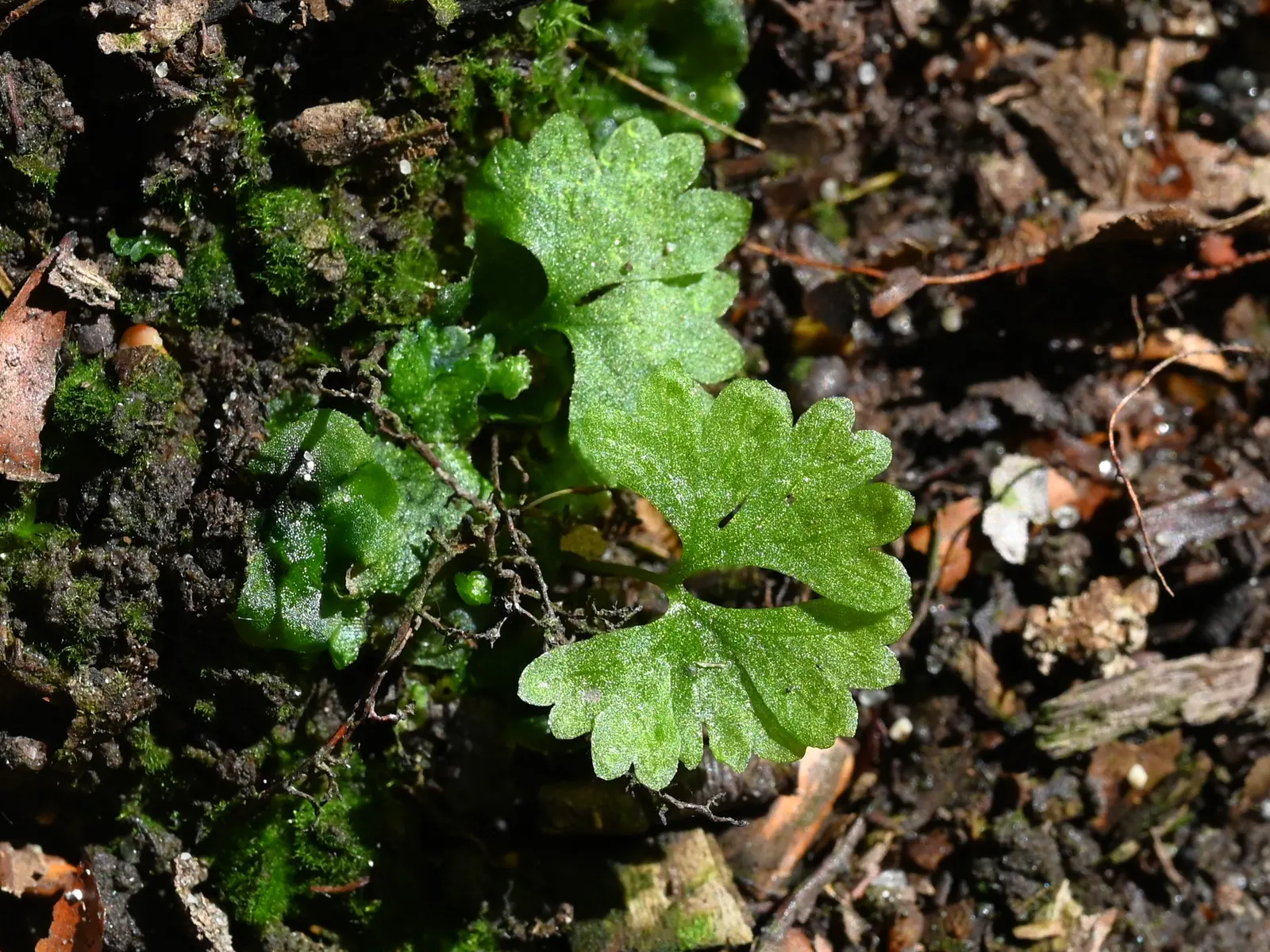 Lady Fern (Athyrium Filix-Femina) — remove old fronds in early spring to make way for new growth, image 39