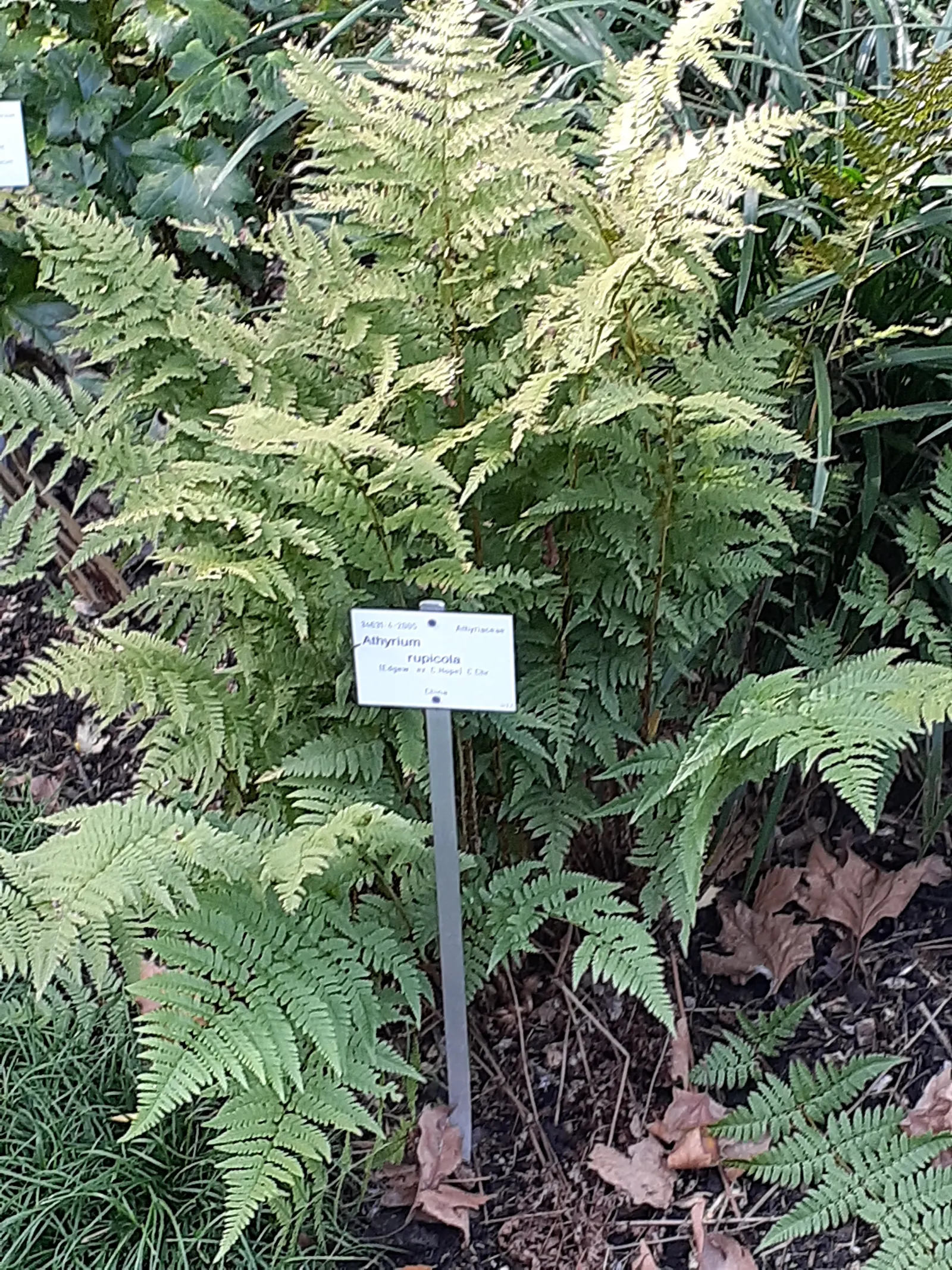 Lady Fern (Athyrium Filix-Femina) — remove old fronds in early spring to make way for new growth, image 60