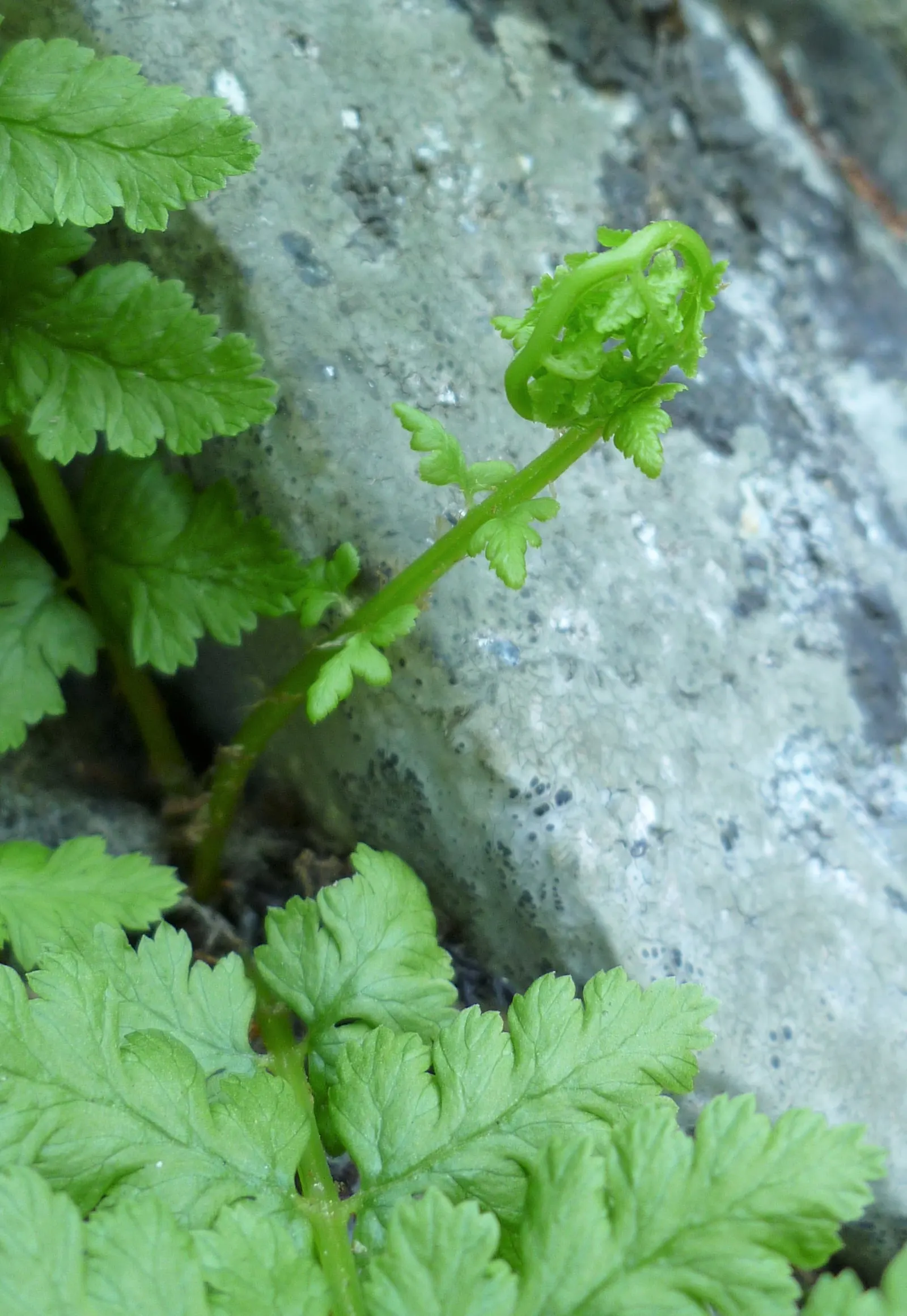 Lady Fern (Athyrium Filix-Femina) — with a spread approximately half its height; ideal for woodland gardens, image 73