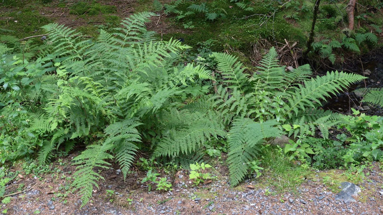 Lady Fern (Athyrium Filix-Femina) — clumping habit makes it an excellent option for borders and understory plantings; feathery texture in the landscape