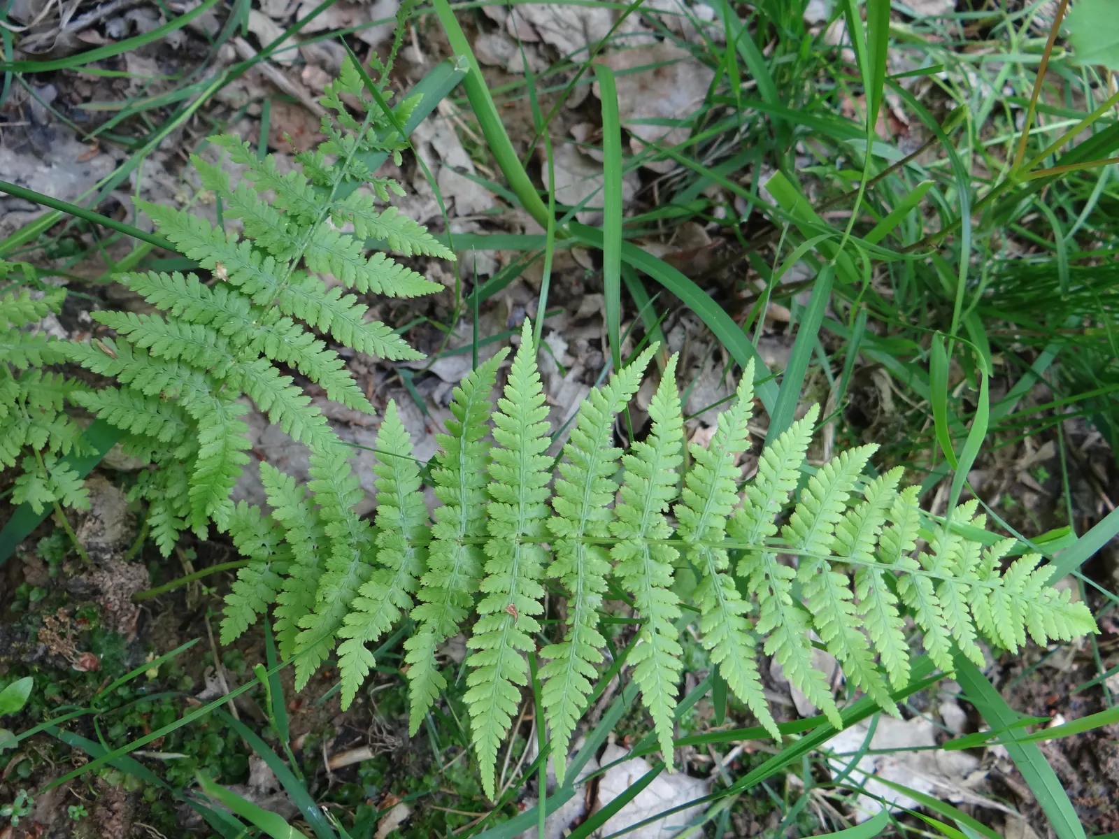 Lady Fern (Athyrium Filix-Femina) — This fern is known for its lacy; feathery texture in the landscape, image 50