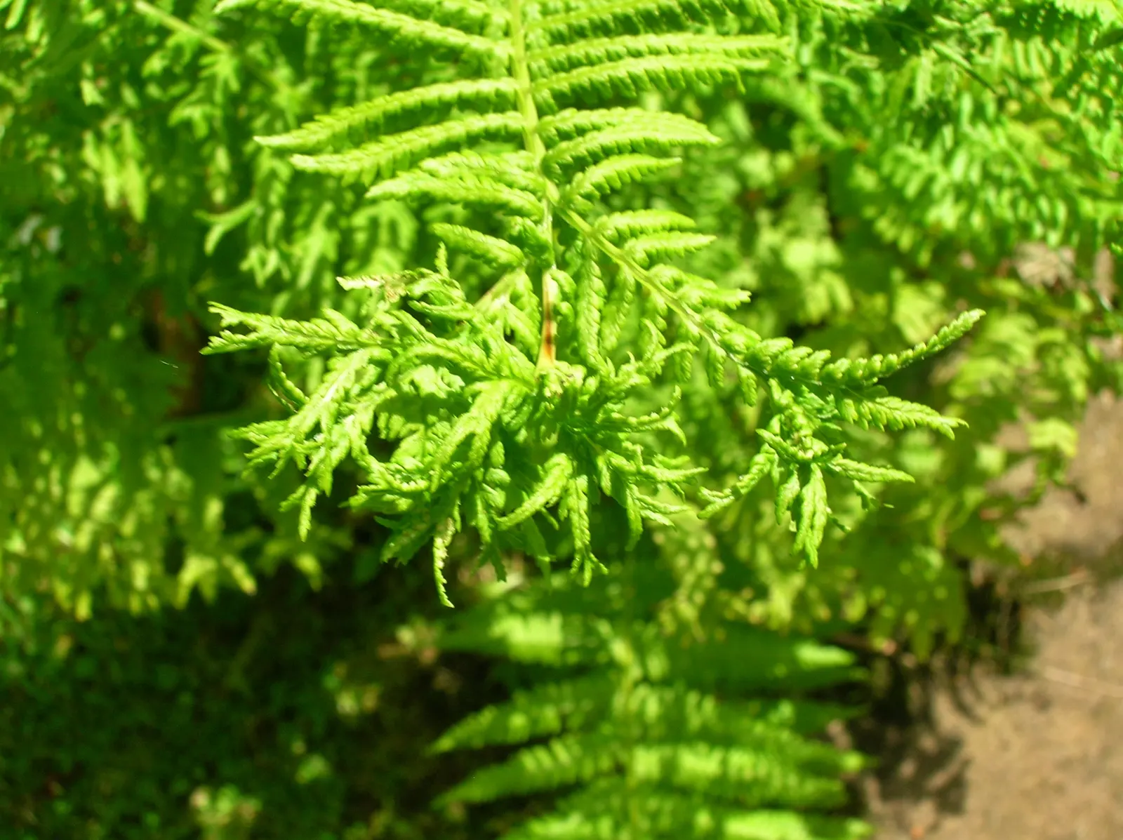 Lady Fern (Athyrium Filix-Femina) — well-drained soil rich in organic matter and is best suited to partial to full shade; remove old fronds in, image 120