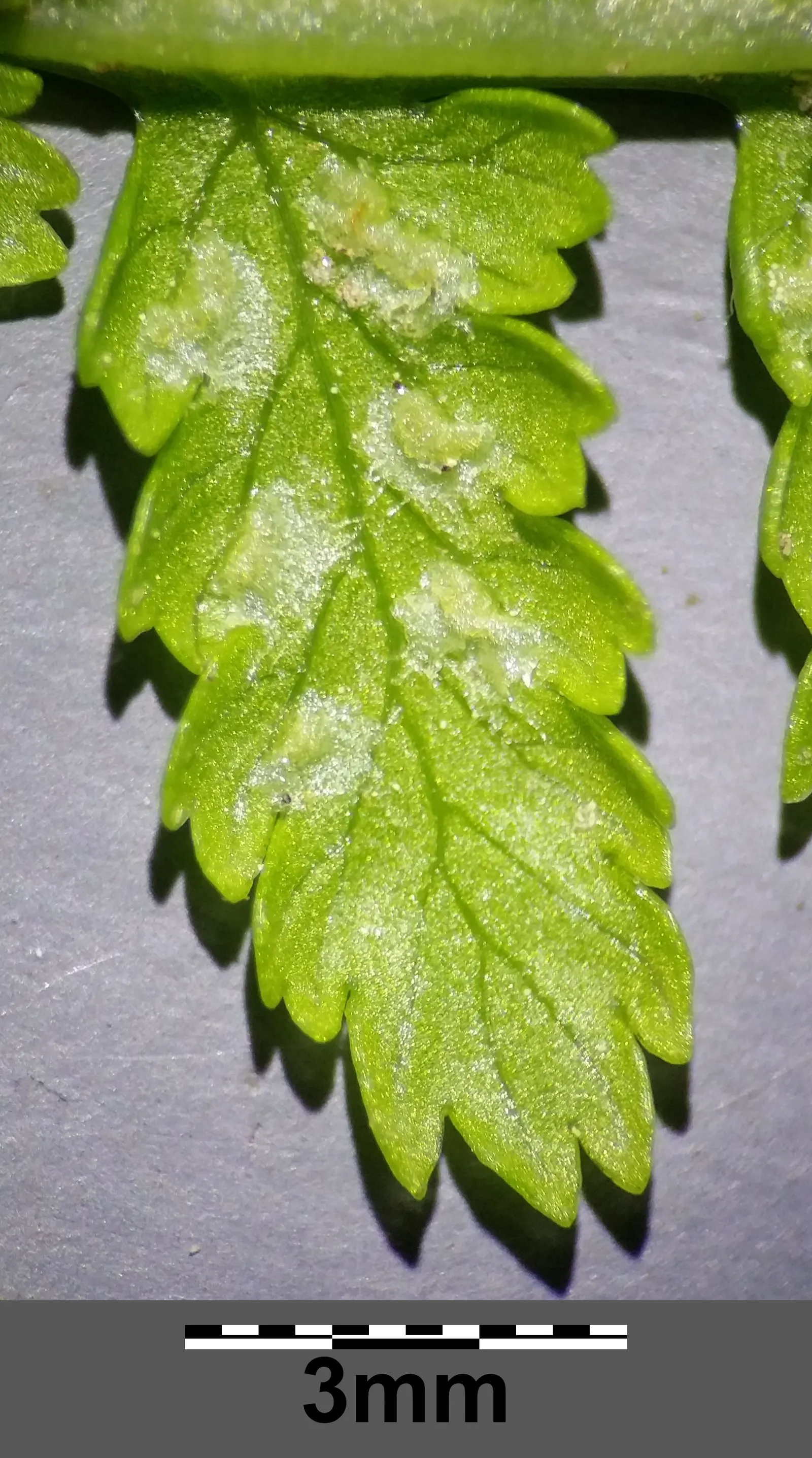 Lady Fern (Athyrium Filix-Femina) — This fern is known for its lacy; feathery texture in the landscape
