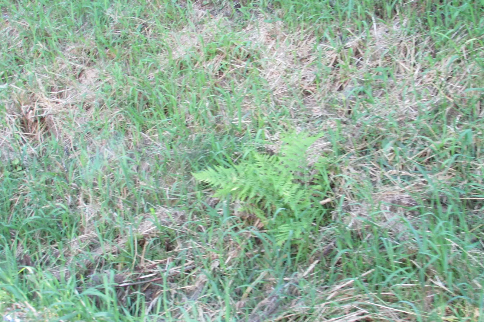 Lady Fern (Athyrium Filix-Femina) — fern for half or shade; remove old fronds in early spring to make way for new growth, image 84