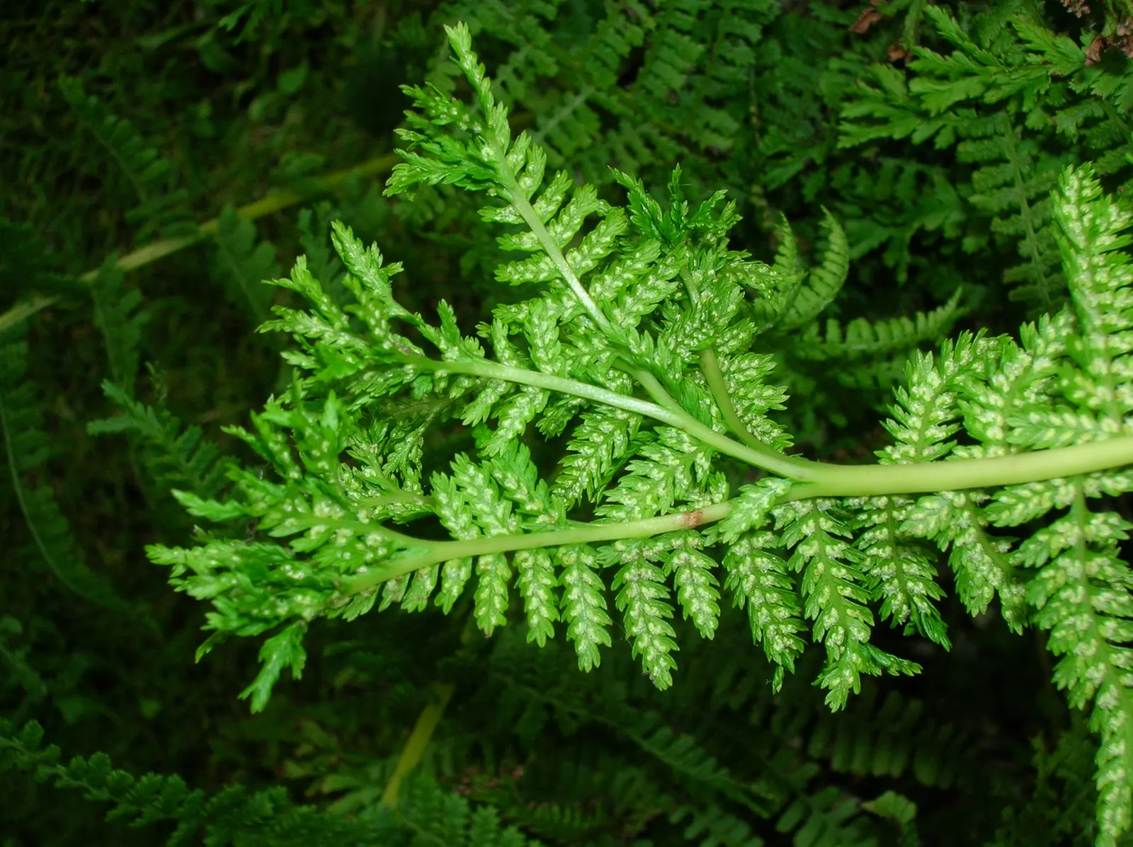 Lady Fern (Athyrium Filix-Femina) — Thriving in zones 4-8, it reaches a height of 2-3 feet and a spread of 1.5-2.5 feet; feathery texture in the, image 86