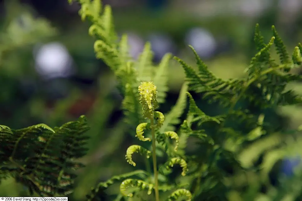 Lady Fern (Athyrium Filix-Femina) — well-drained soil rich in organic matter and is best suited to partial to full shade; remove old fronds in early spring to