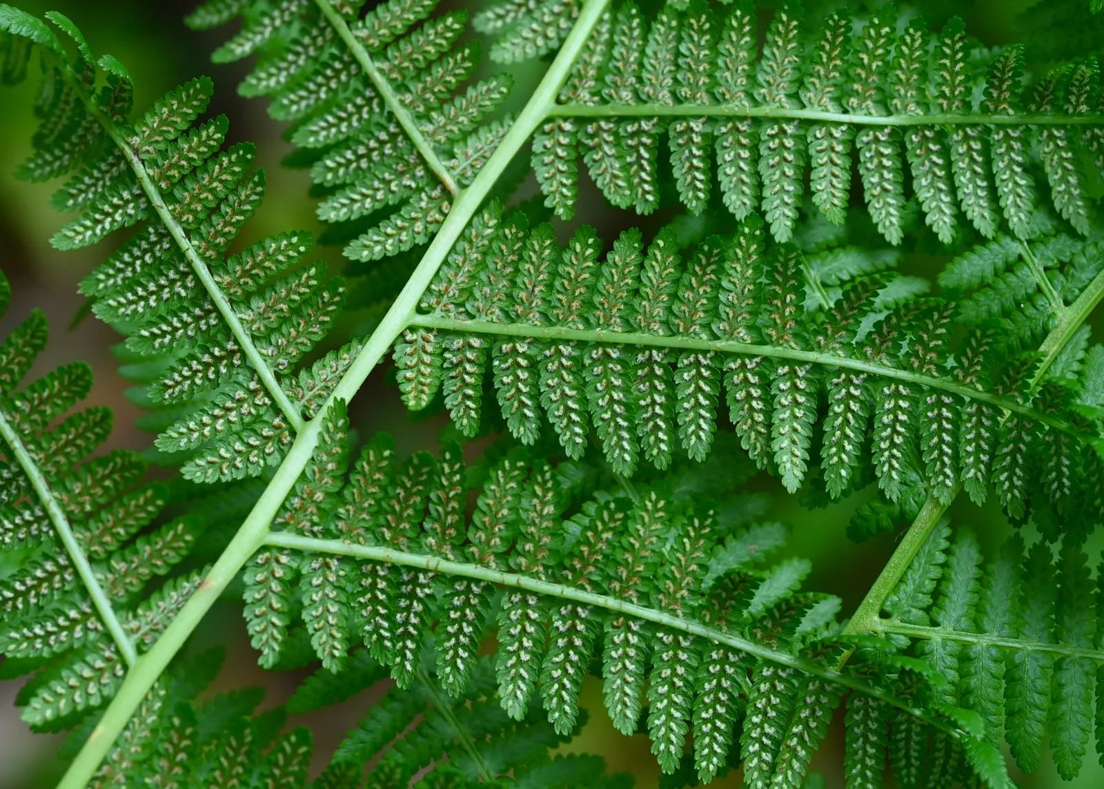 Lady Fern (Athyrium Filix-Femina) — feathery texture in the landscape, image 53