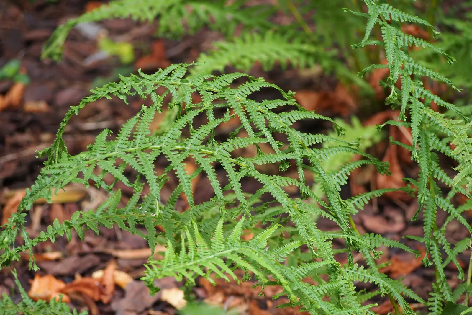 Lady Fern (Athyrium Filix-Femina) — the Lady Fern prefers moist; feathery texture in the landscape, image 98