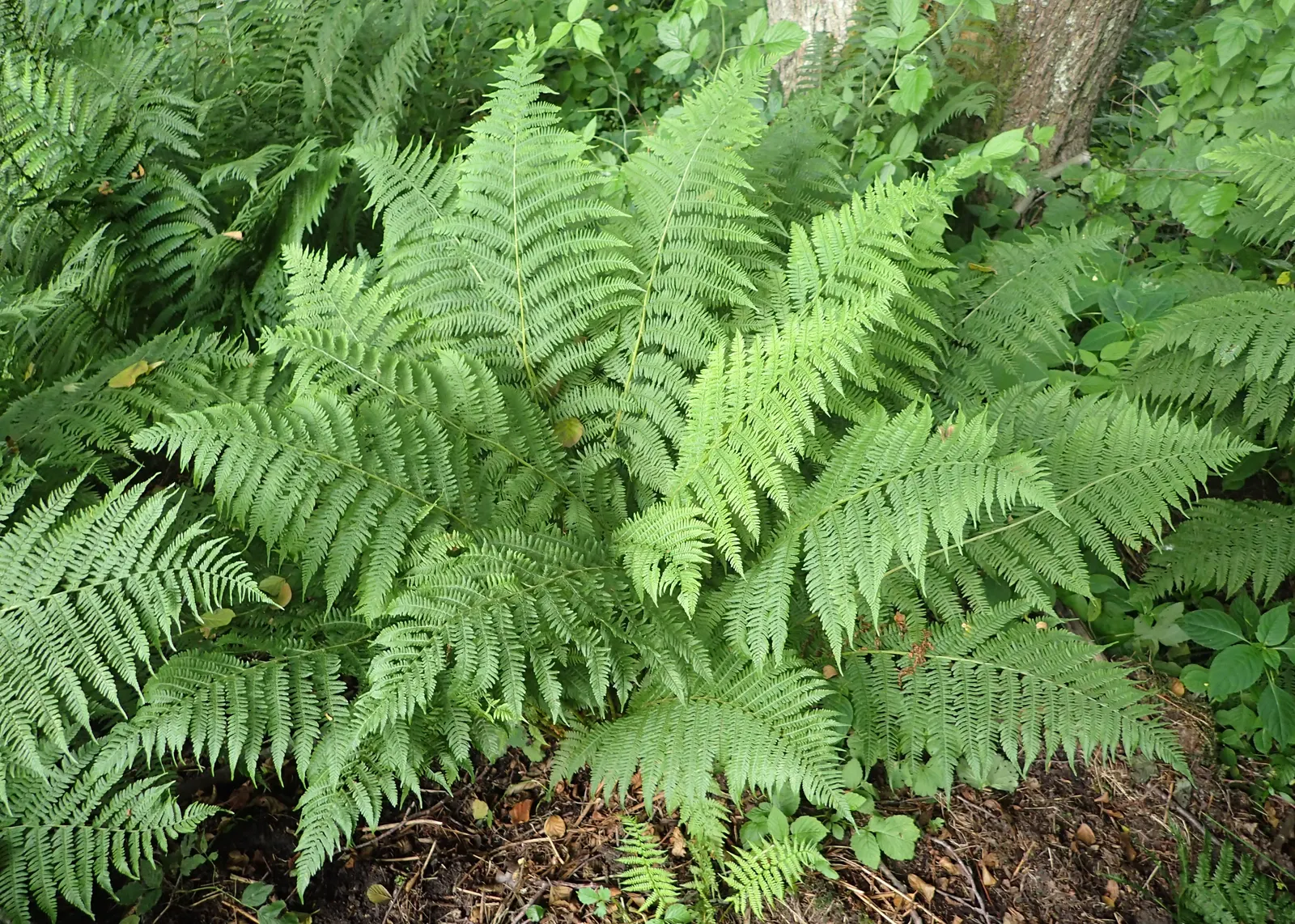 Lady Fern (Athyrium Filix-Femina) — it adds texture and is tolerant of cold temperatures but requires protection from strong winds; feathery, image 110