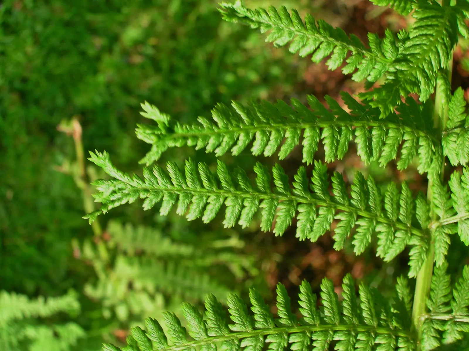 Lady Fern (Athyrium Filix-Femina) — Ideal for woodland gardens, image 67
