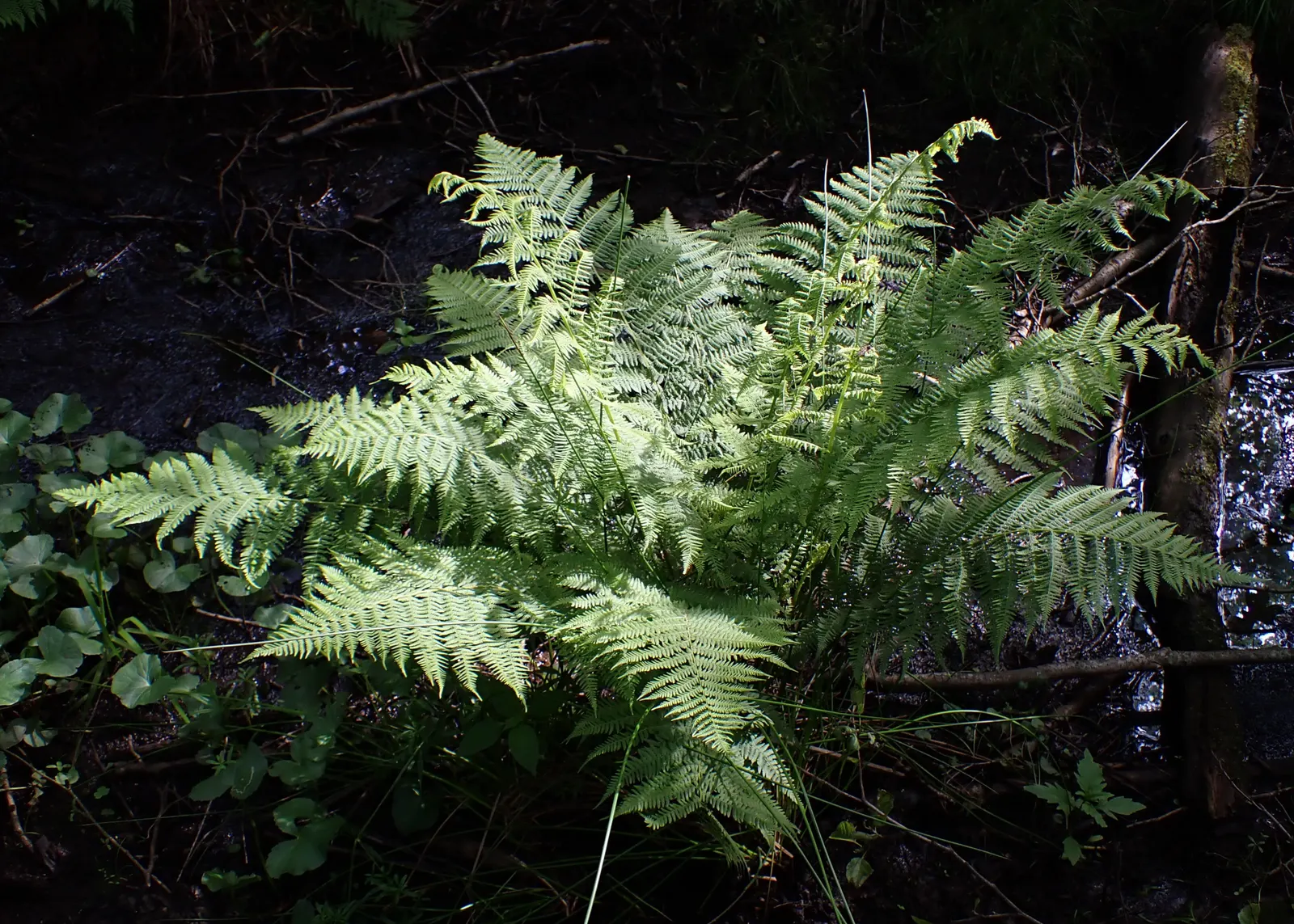 Lady Fern (Athyrium Filix-Femina) — lacy fronds that unfurl to reveal a fresh; ideal for woodland gardens, image 43