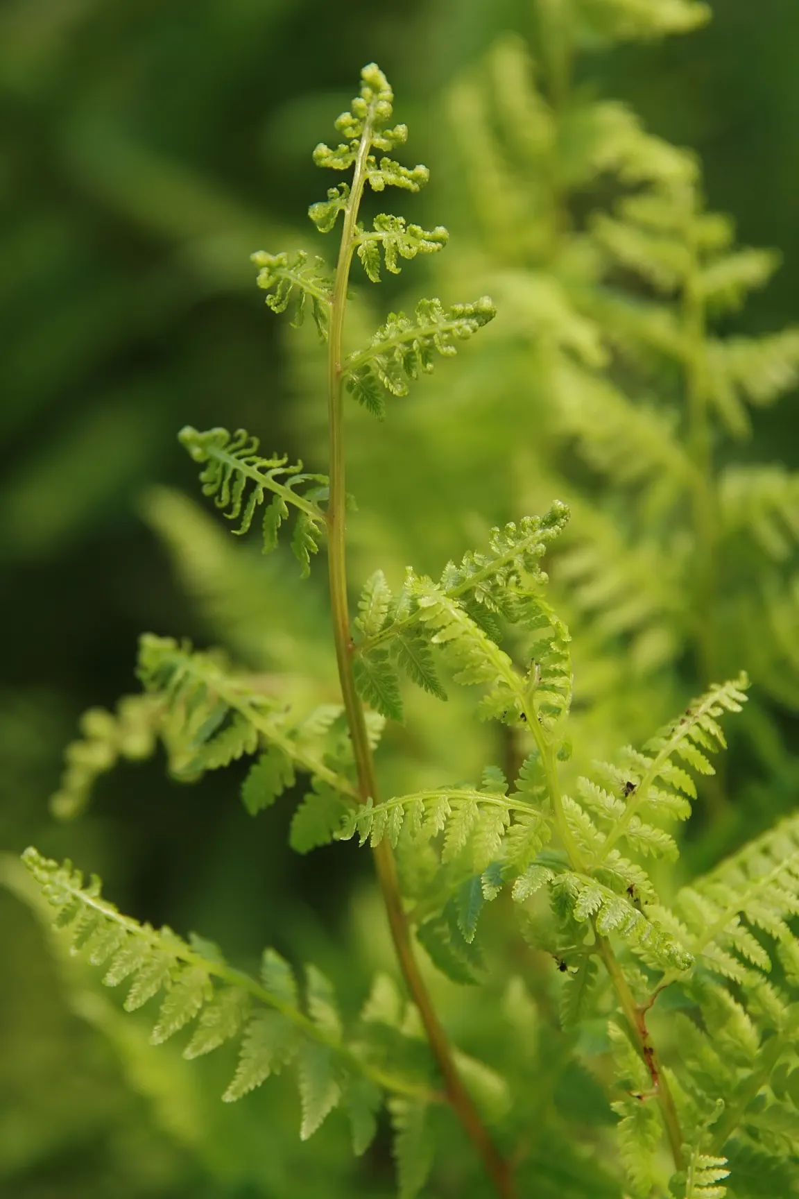Lady Fern (Athyrium Filix-Femina) — delicate fronds that can reach lengths of 2 to 5 feet; remove old fronds in early spring to make way for new growth