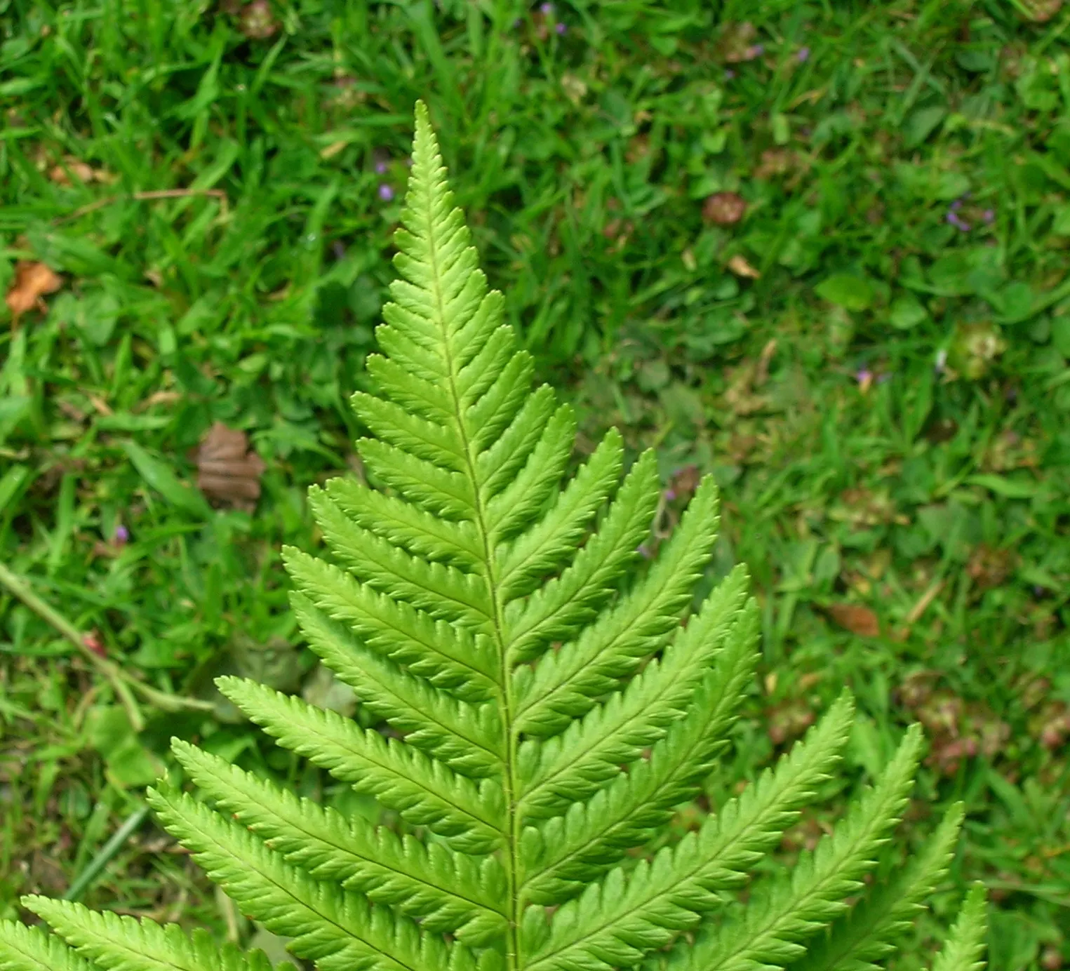Lady Fern (Athyrium Filix-Femina) — it adds texture and is tolerant of cold temperatures but requires protection from strong winds; feathery, image 68