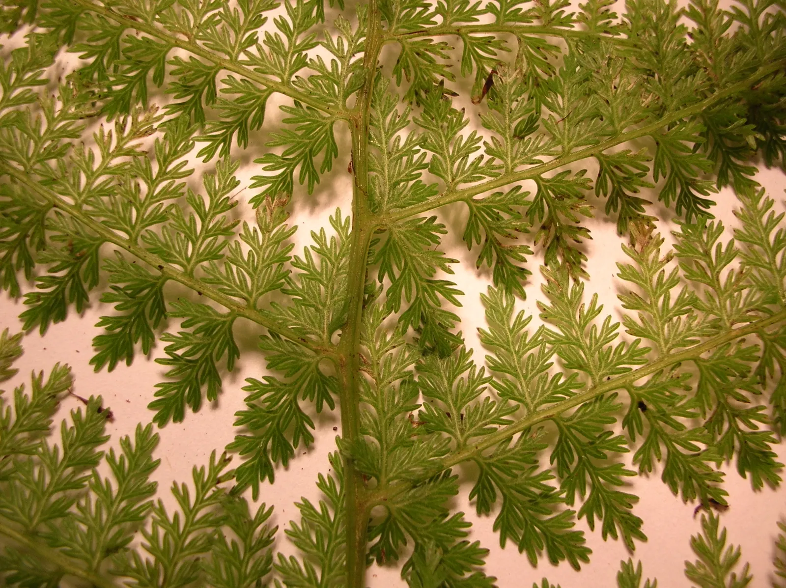 Lady Fern (Athyrium Filix-Femina) — Ideal for woodland gardens, image 109