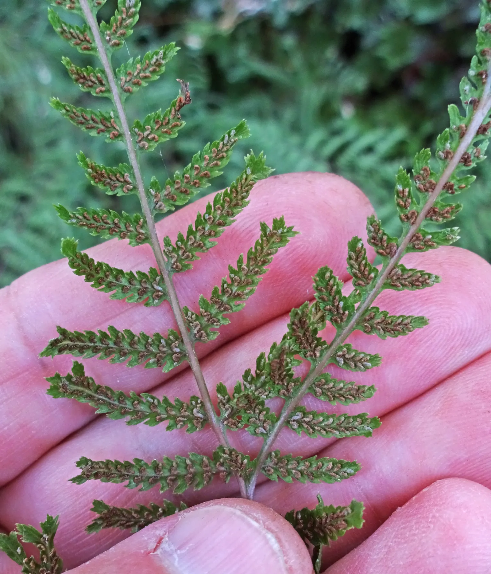 Lady Fern (Athyrium Filix-Femina) — clumping habit makes it an excellent option for borders and understory plantings; feathery texture in the, image 59