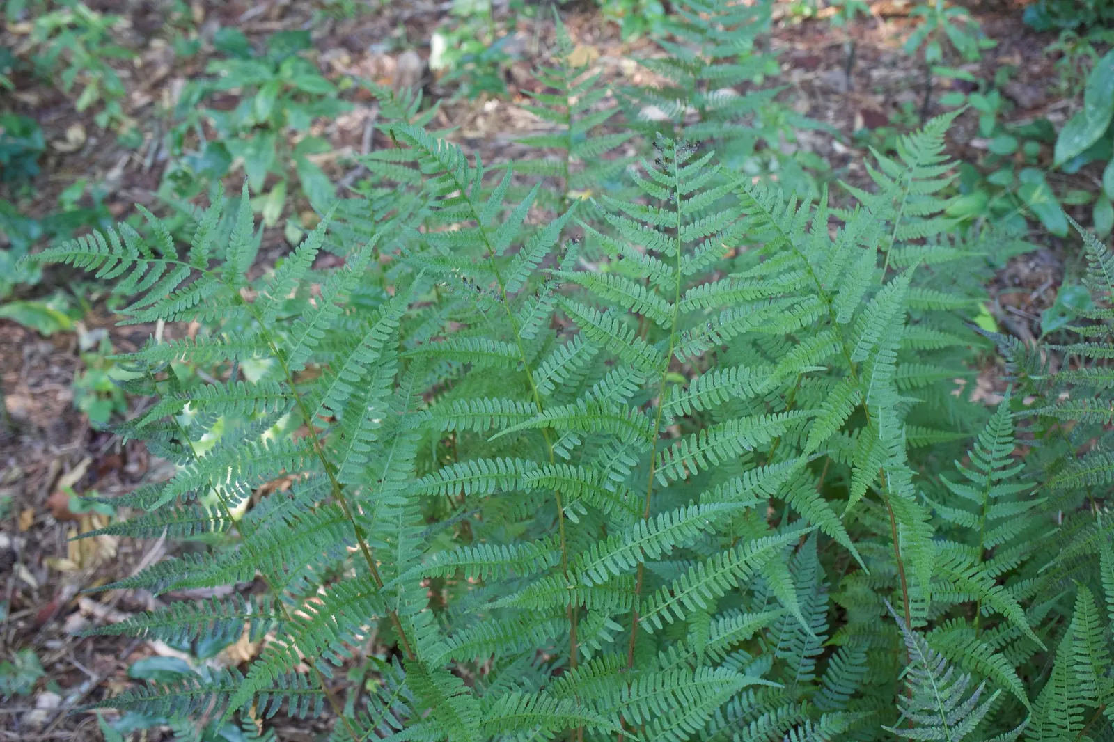 Lady Fern (Athyrium Filix-Femina) — mimicking its natural forest floor habitat; ideal for woodland gardens, image 121
