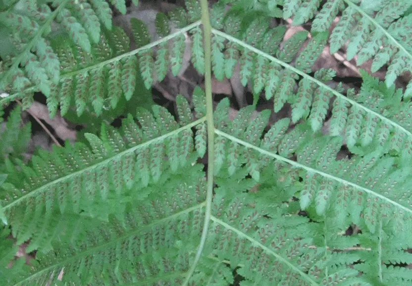 Lady Fern (Athyrium Filix-Femina) — lacy fronds that unfurl to reveal a fresh; ideal for woodland gardens, image 64