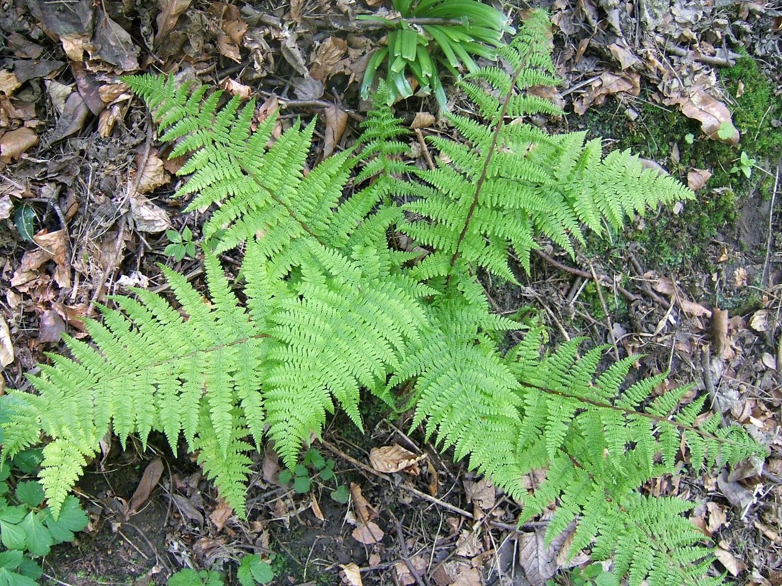 Lady Fern (Athyrium Filix-Femina) — scientifically referred to as Athyrium filix-femina; remove old fronds in early spring to make way for new, image 90