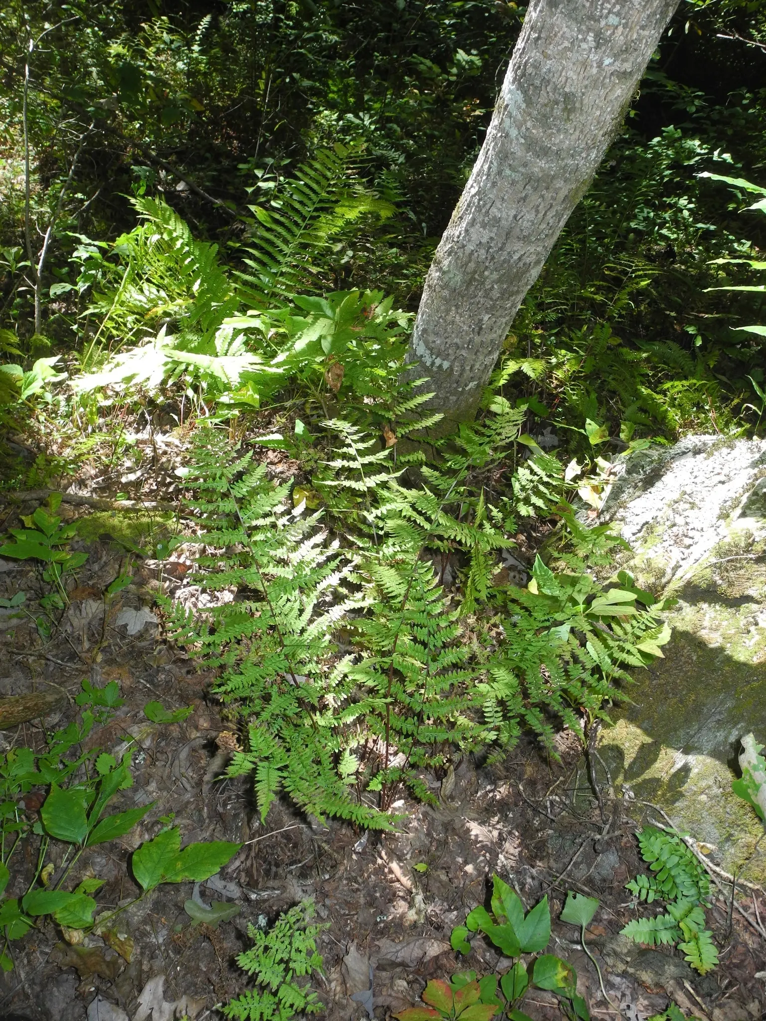 Lady Fern (Athyrium Filix-Femina) — This fern prefers partial to full shade and moist, well-drained soil; remove old fronds in early spring to make, image 87