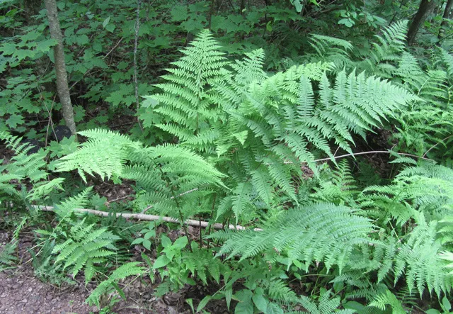 Lady Fern (Athyrium Filix-Femina) — fern for half or shade