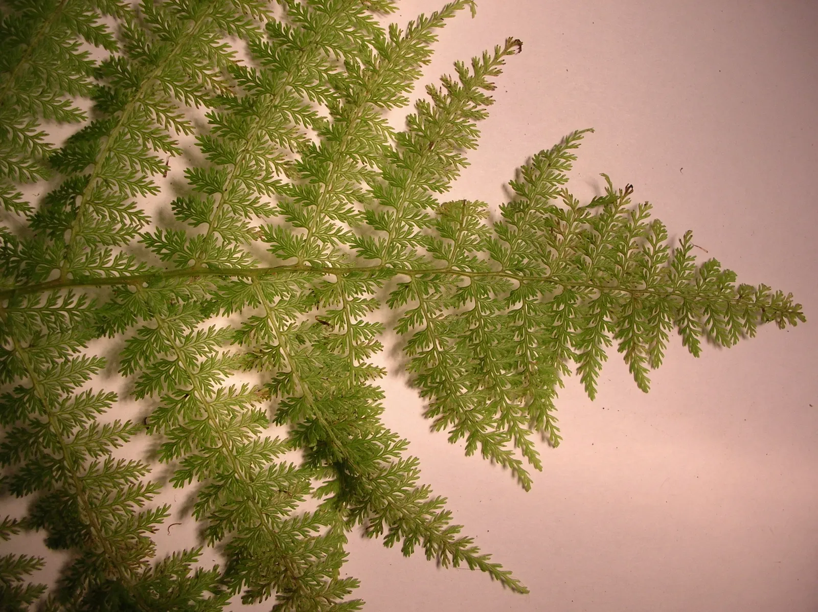 Lady Fern (Athyrium Filix-Femina) — is an elegant and versatile perennial fern widely cherished in woodland garden settings; ideal for woodland, image 91