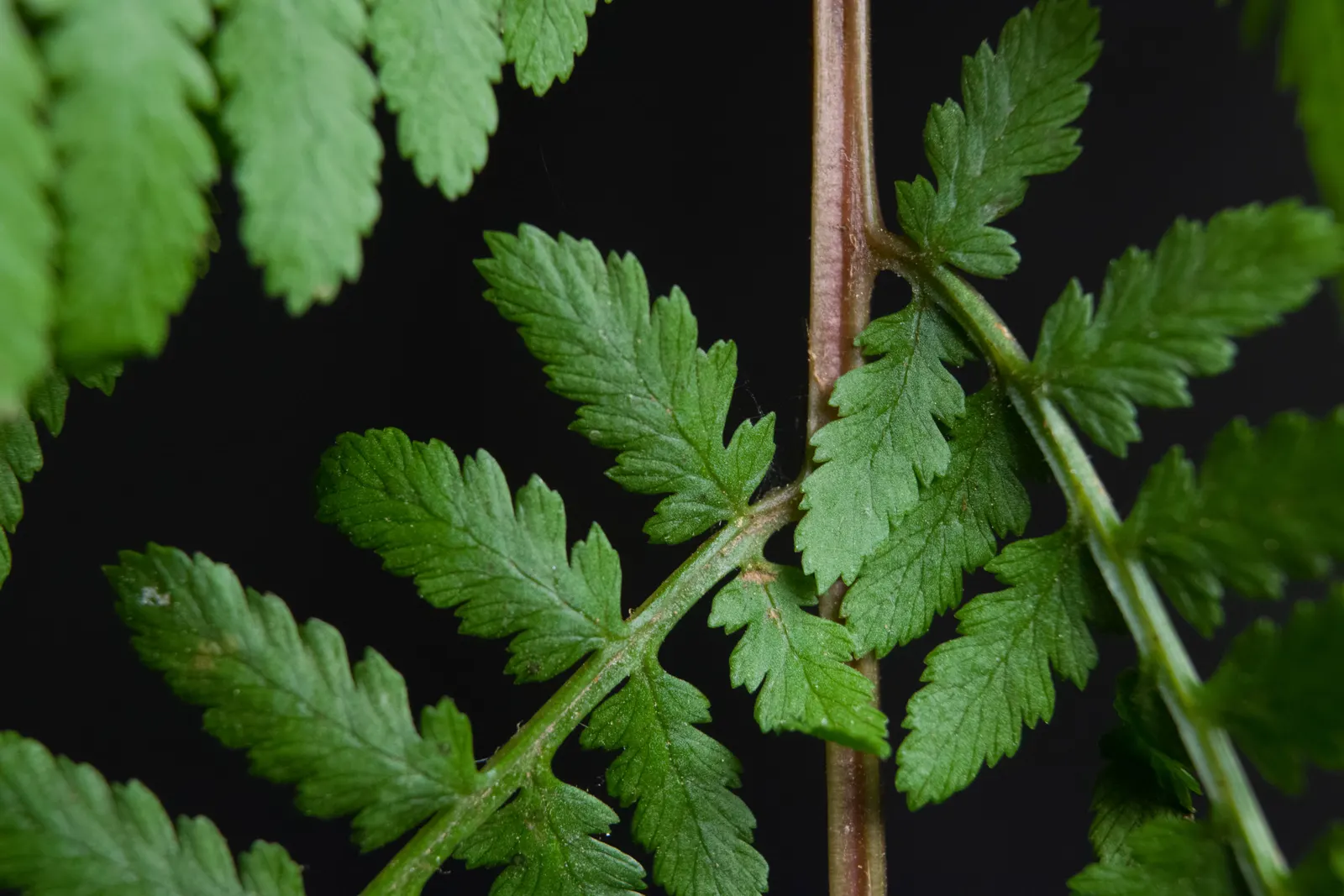 Lady Fern (Athyrium Filix-Femina) — bringing lightness to shaded areas.<br><br>Thriving in USDA hardiness zones 4 through 8; ideal for woodland gardens