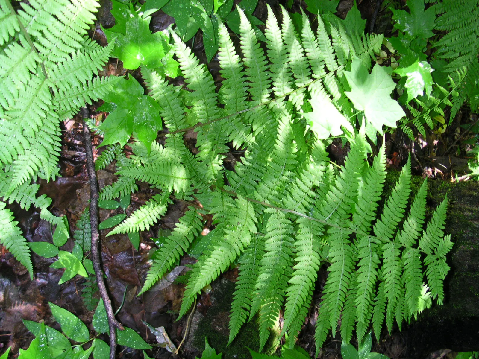 Lady Fern (Athyrium Filix-Femina) — bringing lightness to shaded areas.<br><br>Thriving in USDA hardiness zones 4 through 8; ideal for woodland, image 76