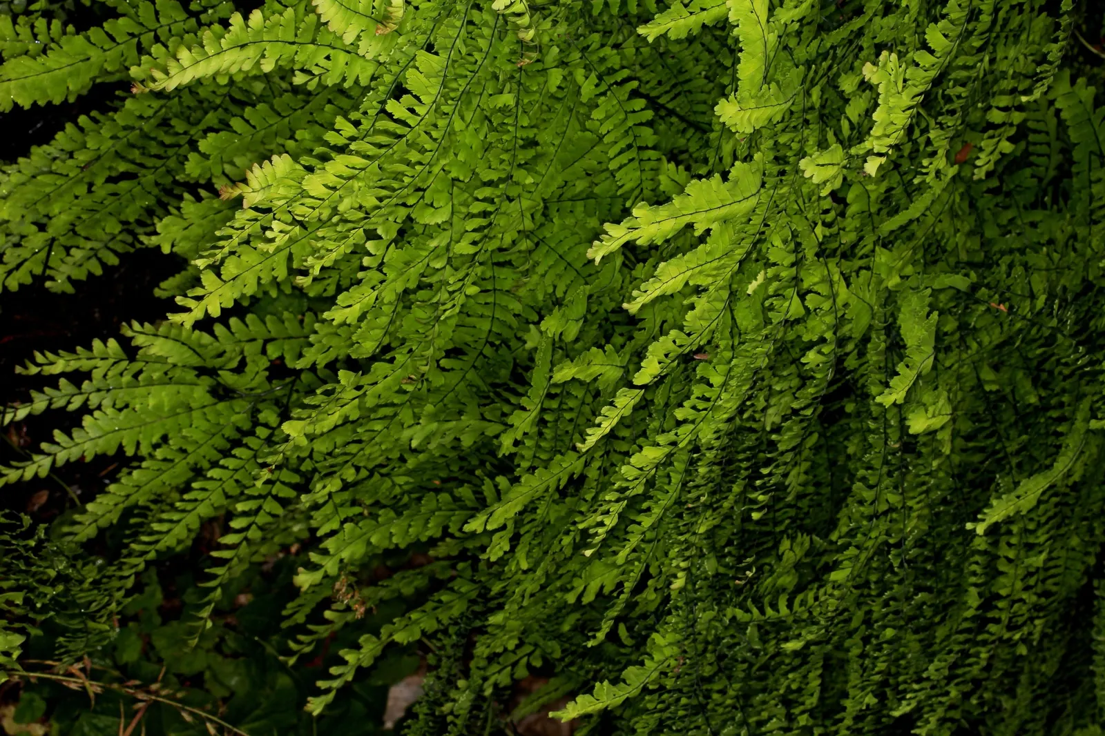Lady Fern (Athyrium Filix-Femina) — bringing lightness to shaded areas.<br><br>Thriving in USDA hardiness zones 4 through 8