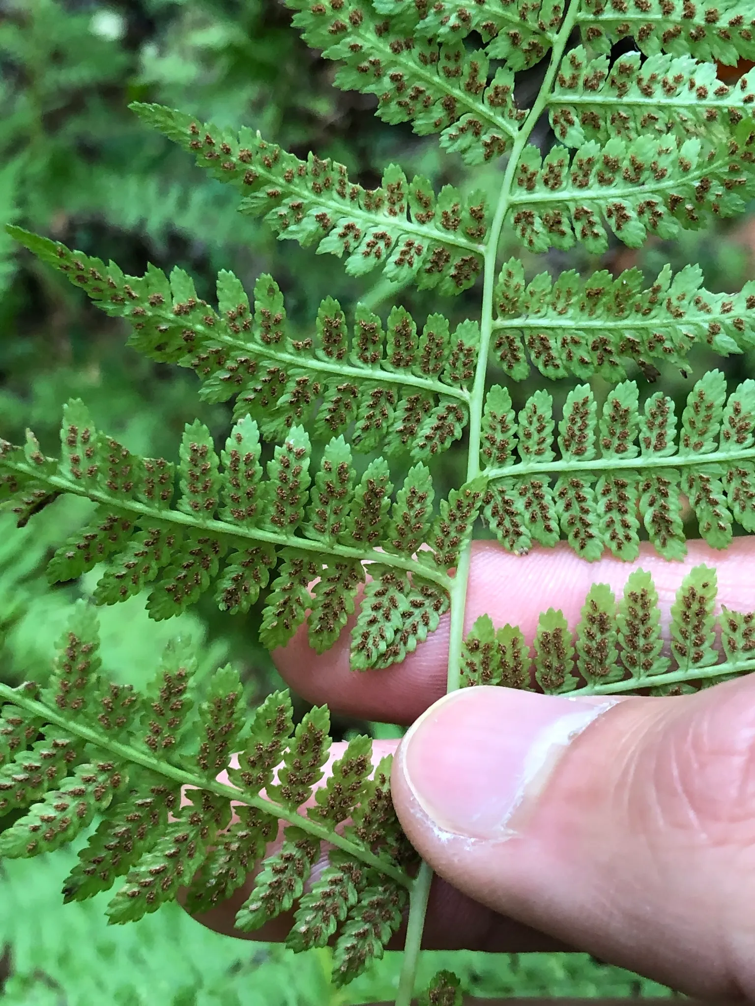 Lady Fern (Athyrium Filix-Femina) — Thriving in zones 4-8, it reaches a height of 2-3 feet and a spread of 1.5-2.5 feet; feathery texture in the, image 128