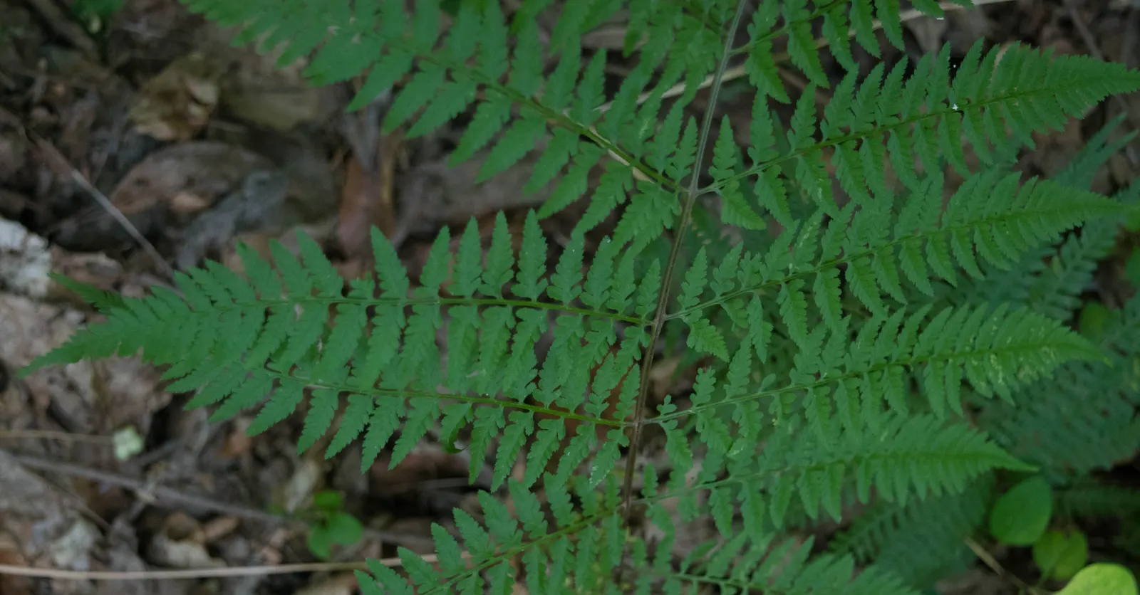 Lady Fern (Athyrium Filix-Femina) — bright green fronds emerge in spring; remove old fronds in early spring to make way for new growth, image 75