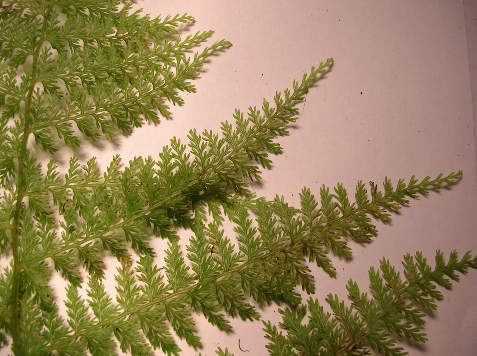 Lady Fern (Athyrium Filix-Femina) — This fern prefers partial to full shade and moist, well-drained soil