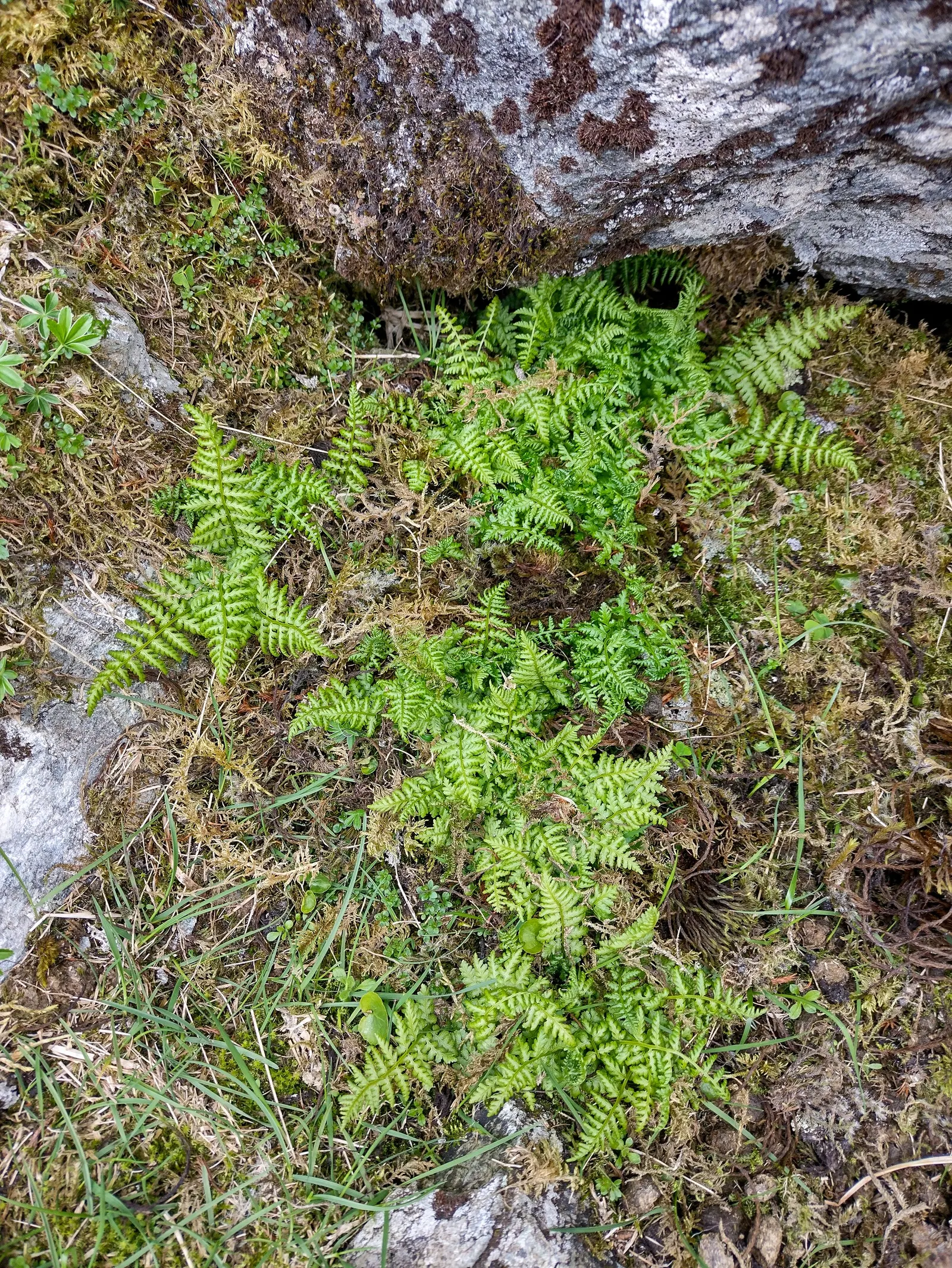 Lady Fern (Athyrium Filix-Femina) — it adds texture and is tolerant of cold temperatures but requires protection from strong winds; feathery, image 47