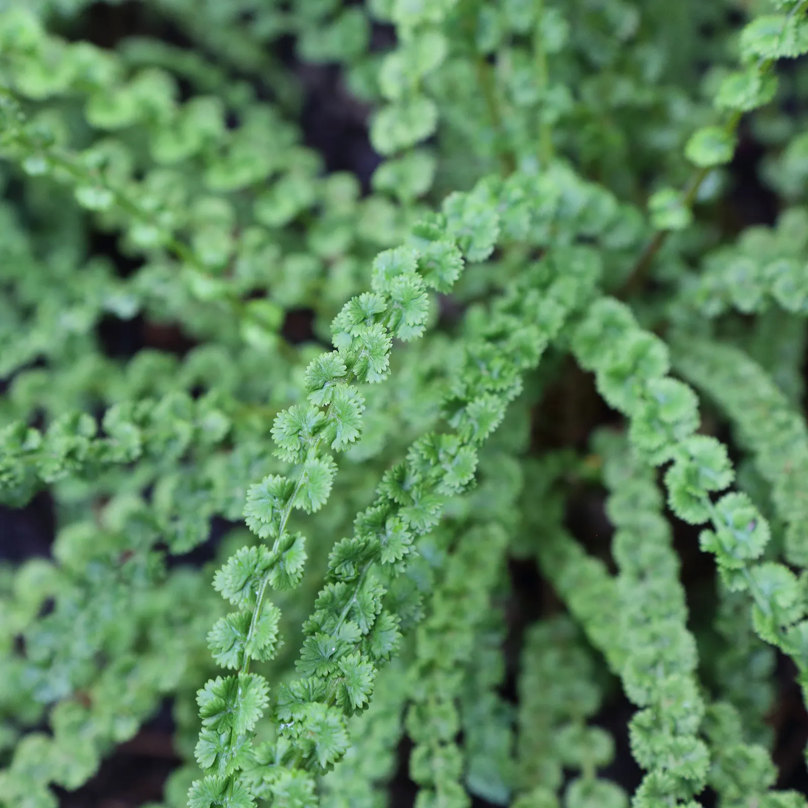 Lady Fern (Athyrium Filix-Femina) — This fern prefers partial to full shade and moist, well-drained soil; remove old fronds in early spring to make, image 108