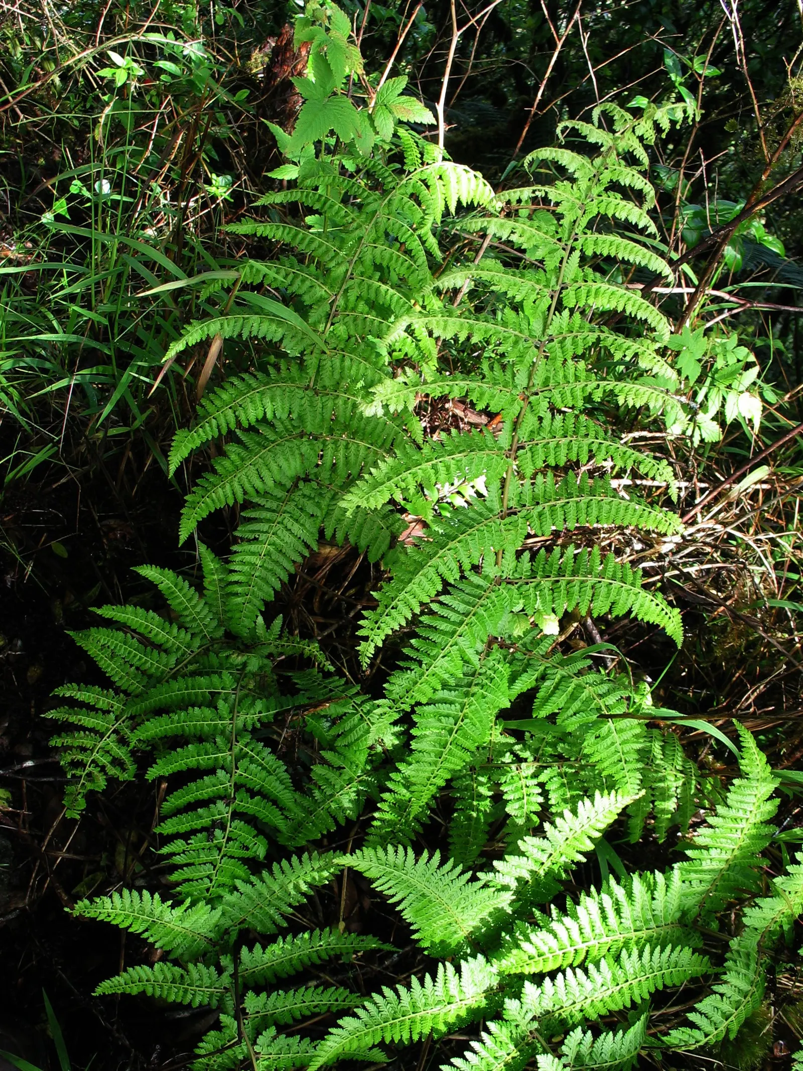 Lady Fern (Athyrium Filix-Femina) — feathery texture in the landscape, image 116