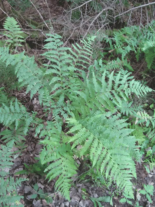 Lady Fern (Athyrium Filix-Femina) — is an elegant and versatile perennial fern widely cherished in woodland garden settings