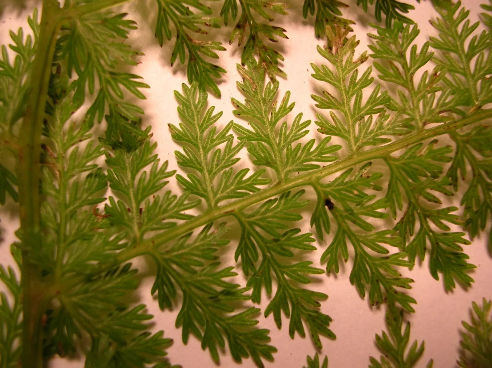 Lady Fern (Athyrium Filix-Femina) — it adds texture and is tolerant of cold temperatures but requires protection from strong winds; feathery texture in the