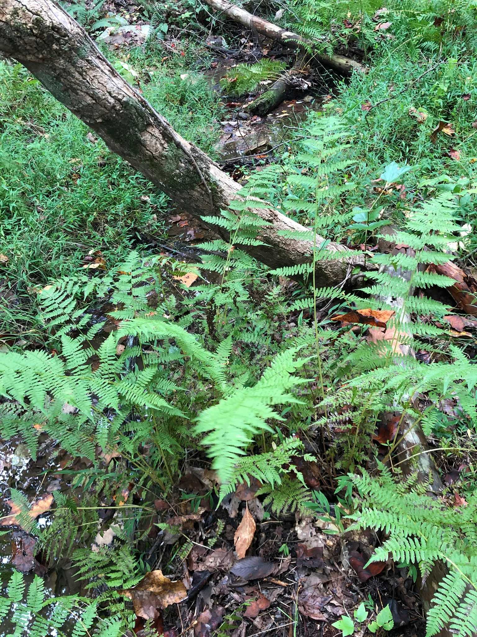 Lady Fern (Athyrium Filix-Femina) — the Lady Fern prefers moist; feathery texture in the landscape, image 119
