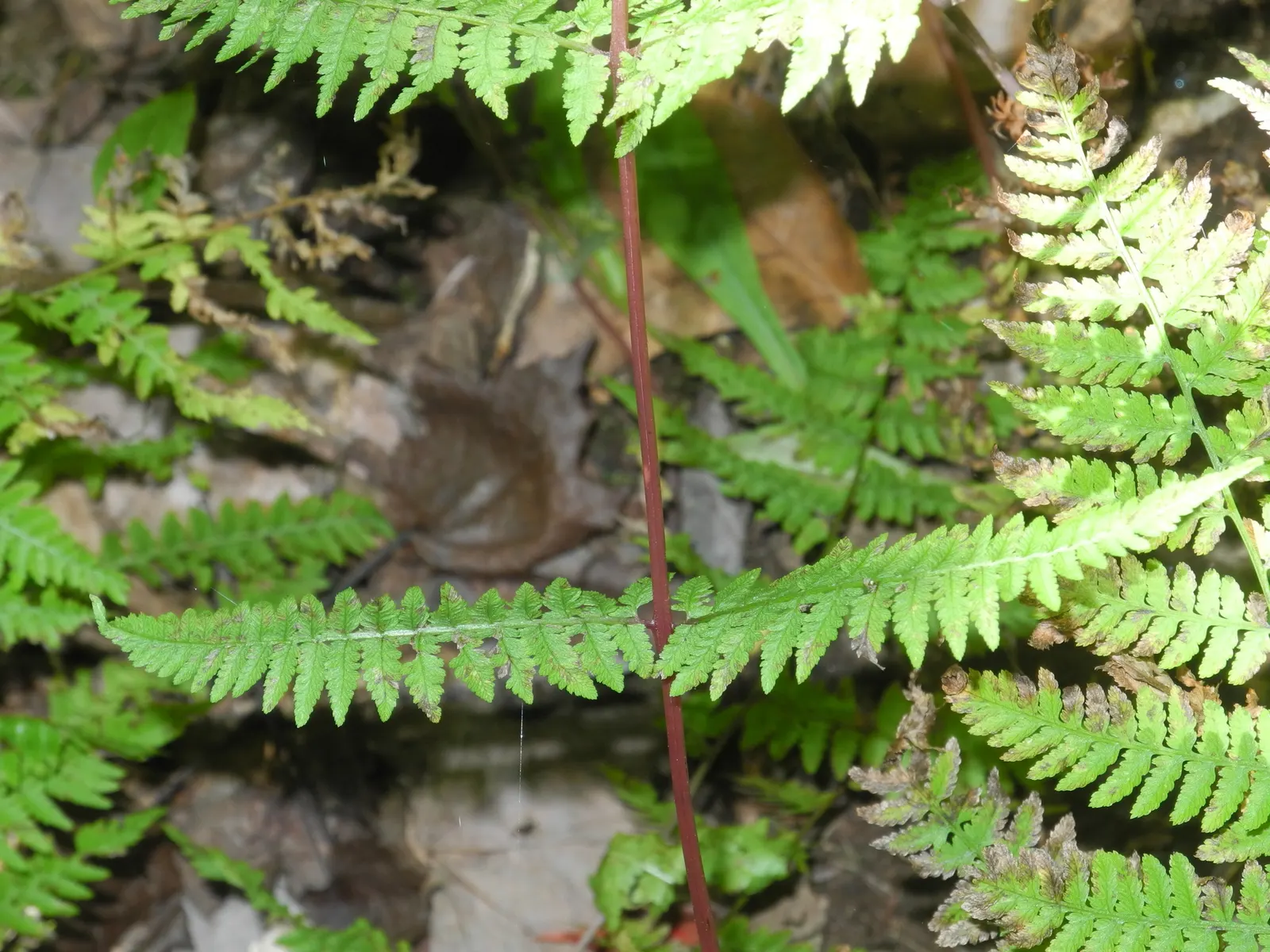 Lady Fern (Athyrium Filix-Femina) — bright green fronds emerge in spring; remove old fronds in early spring to make way for new growth