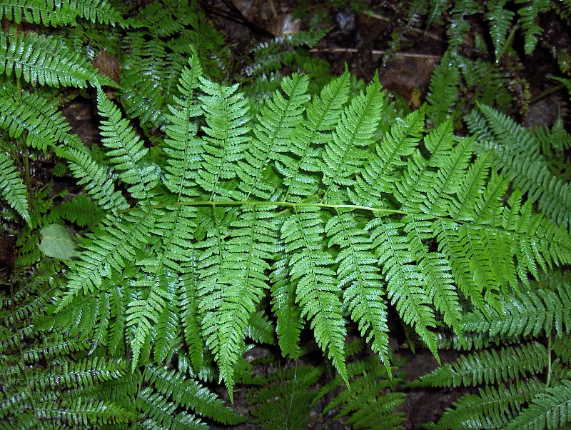 Lady Fern (Athyrium Filix-Femina) — feathery texture in the landscape