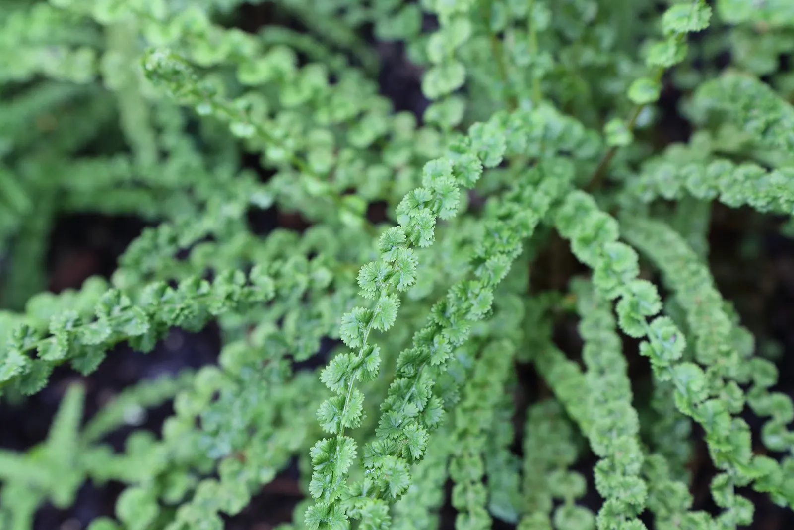 Lady Fern (Athyrium Filix-Femina) — it adds texture and is tolerant of cold temperatures but requires protection from strong winds; feathery, image 89