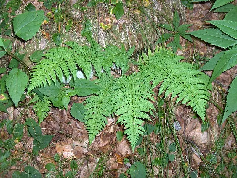 Lady Fern (Athyrium Filix-Femina) — with a spread approximately half its height; ideal for woodland gardens