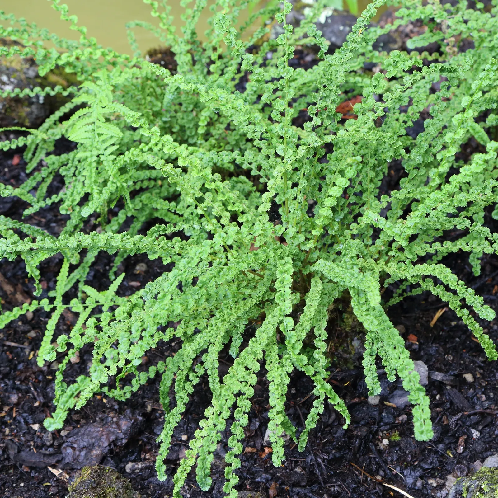 Lady Fern (Athyrium Filix-Femina) — well-drained soil rich in organic matter and is best suited to partial to full shade; remove old fronds in, image 99