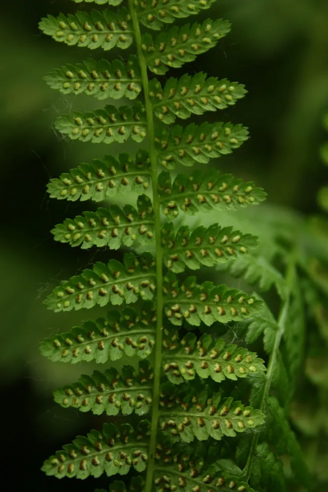 Lady Fern (Athyrium Filix-Femina) — bringing lightness to shaded areas.<br><br>Thriving in USDA hardiness zones 4 through 8; ideal for woodland, image 118