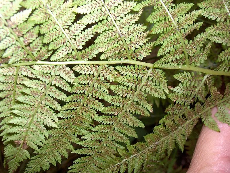 Lady Fern (Athyrium Filix-Femina) — lacy fronds that unfurl to reveal a fresh; ideal for woodland gardens, image 85