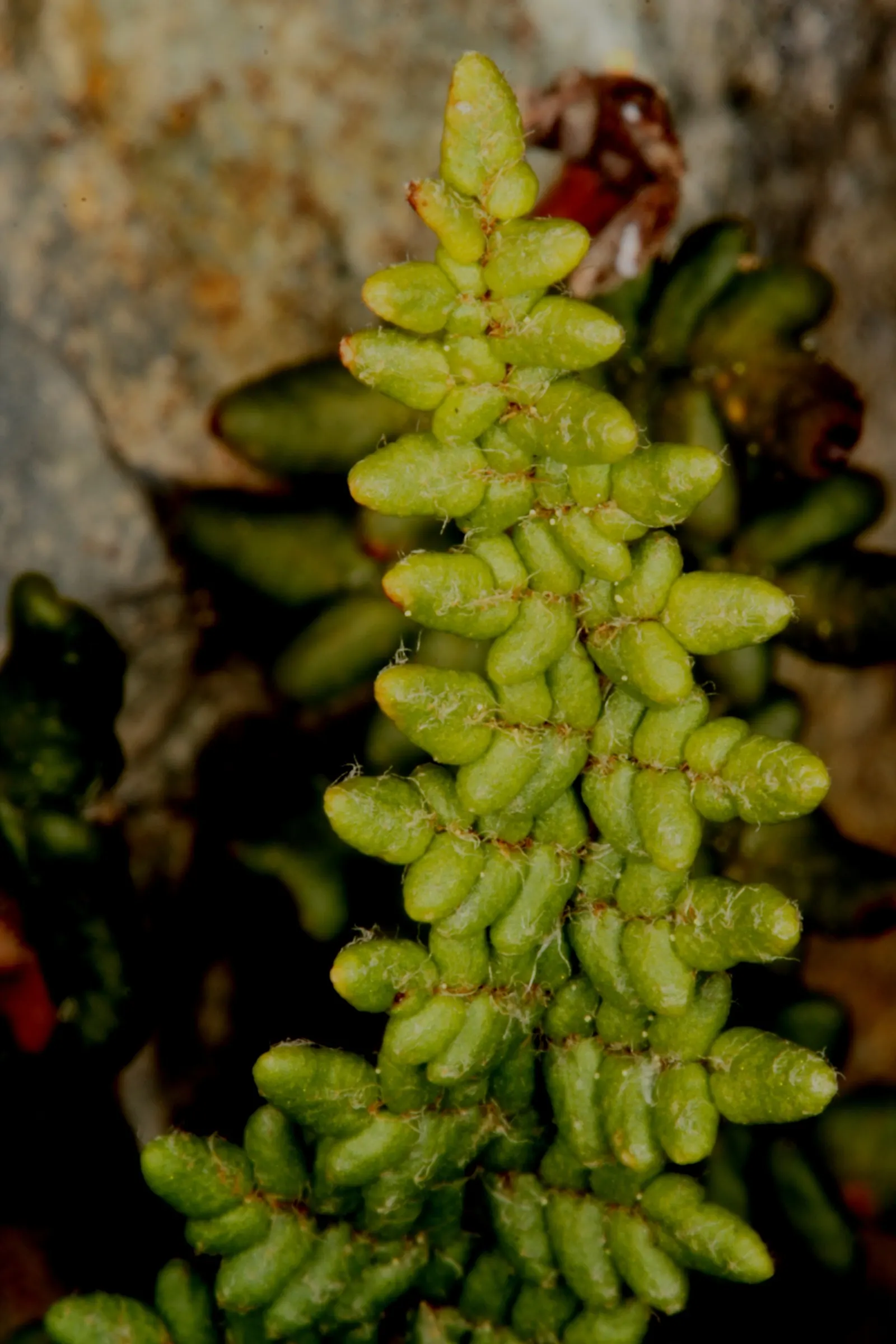 Lady Fern (Athyrium Filix-Femina) — Regular watering during prolonged dry spells will help maintain its lush appearance; ideal for woodland gardens, image 124