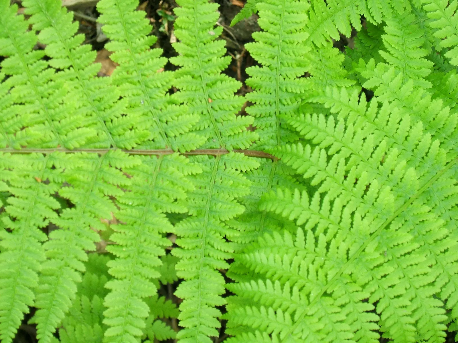 Lady Fern (Athyrium Filix-Femina) — Thriving in zones 4-8, it reaches a height of 2-3 feet and a spread of 1.5-2.5 feet