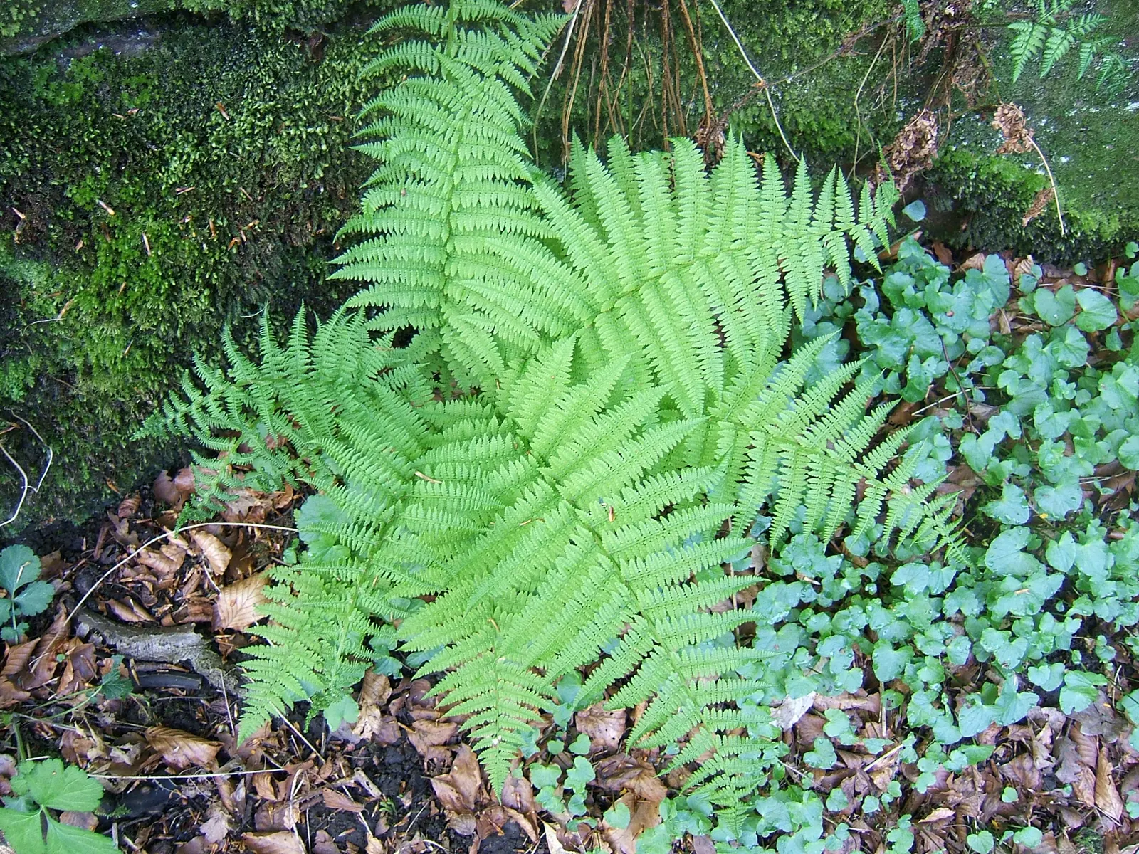 Lady Fern (Athyrium Filix-Femina) — delicate fronds that can reach lengths of 2 to 5 feet; remove old fronds in early spring to make way for new, image 72